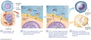 Function of cytotoxic T cells
