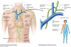 Main lymphatic trunks and ducts
