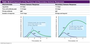 Comparison of the Primary and Secondary Immune Responses (continued)