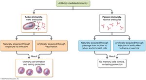 Active and passive antibody-mediated immunity