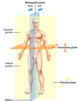 Body planes: midsagittal, frontal, transverse