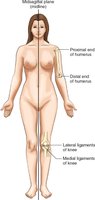 Body direction terms: proximal, distal, medial, lateral