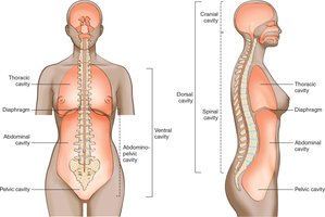 Major body cavities: dorsal, ventral, thoracic, abdominal, pelvic