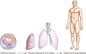 Structural organization: cells, tissues, organs, body systems
