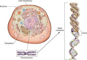 Cell structure and DNA molecule