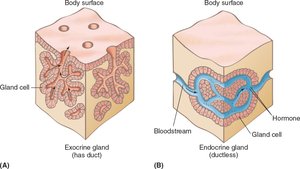 Exocrine and endocrine glands