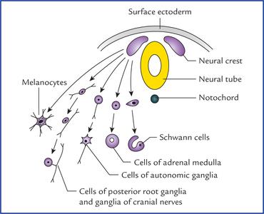 Neural crest cell differentiation, including adrenal medulla cells