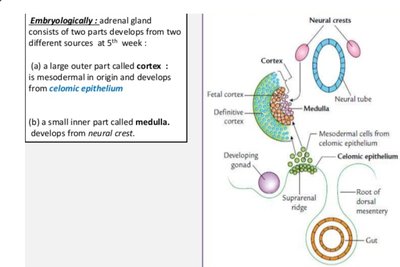 Embryological development of adrenal cortex and medulla