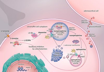 Catecholamine biosynthesis pathway and glucocorticoid regulation