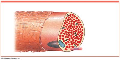 Muscle fiber surrounded by endomysium