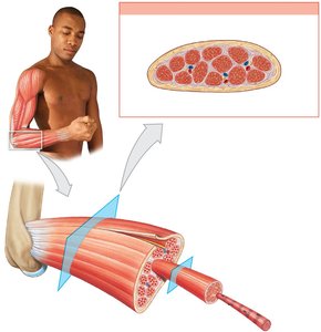 Organization of skeletal muscle showing muscle, fascicle, and fiber structure