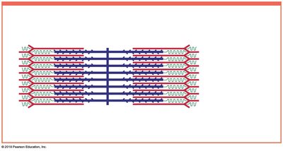 Sarcomere structure with thick and thin filaments