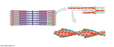 Thin filament structure with actin, troponin, and tropomyosin