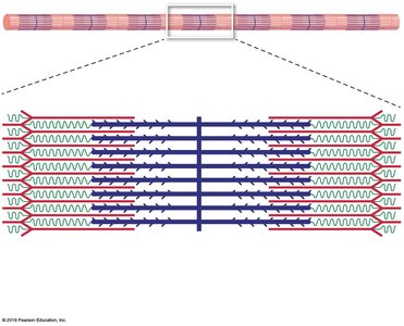 Relaxed sarcomere structure