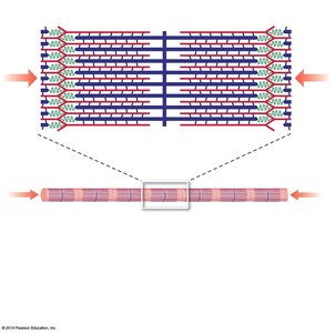 Contracted sarcomere structure