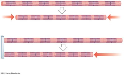 Muscle fiber shortening during contraction