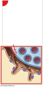 NMJ: Arrival of action potential