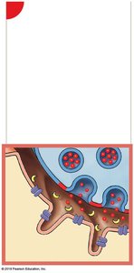 NMJ: Exocytosis of ACh