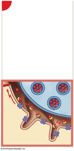 NMJ: Action potential propagation and ACh breakdown