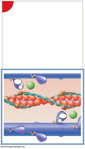 Contraction cycle begins with Ca2+ binding
