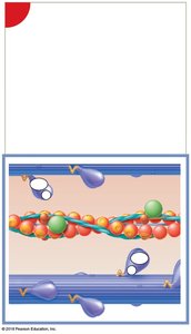 Active-site exposure on actin