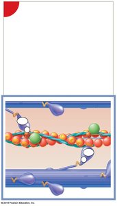 Cross-bridge formation between myosin and actin