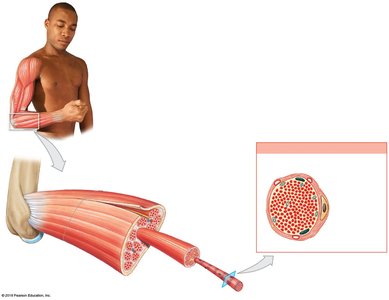 Muscle fiber structure with sarcolemma, myofibrils, and associated cells