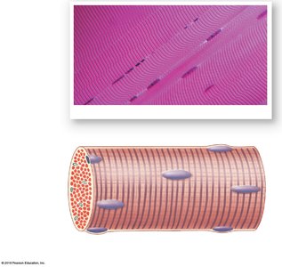 Micrograph and diagram of a skeletal muscle fiber showing striations and nuclei