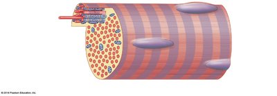 Myofibril structure within a muscle fiber