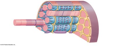 Internal organization of a muscle fiber showing myofibrils, SR, and T tubules