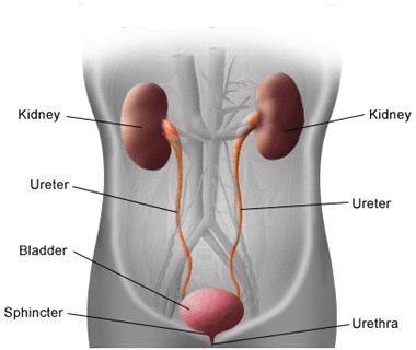 Urinary system showing kidneys, ureters, bladder, and urethra