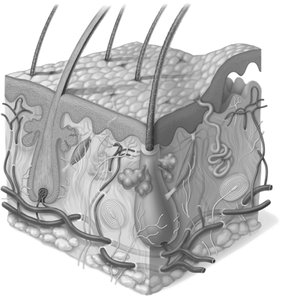 Detailed view of epidermal layers