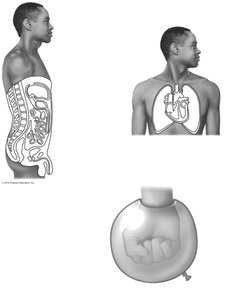 Serous membrane layers and their relationship to organs