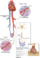 Comparison of endocrine and nervous system signaling