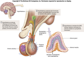 Hypothalamic control of pituitary and adrenal medulla