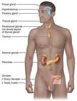 Locations of major endocrine glands in the human body