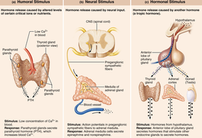 Types of hormone stimulation: humoral, neural, hormonal