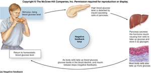 Negative feedback loop for blood glucose regulation