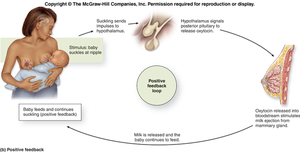 Positive feedback loop for milk release