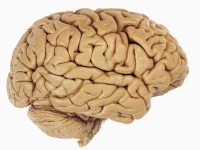 Lateral view of the human brain showing gyri and sulci