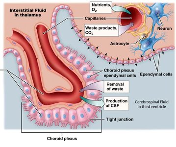 Choroid plexus and CSF production