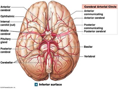 Cerebral arterial circle (Circle of Willis)
