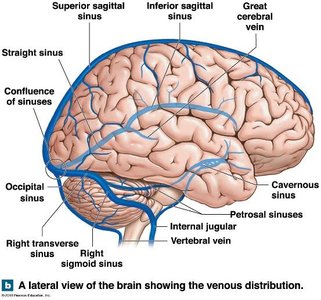 Venous distribution of the brain