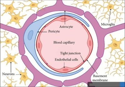 Diagram of the blood-brain barrier structure