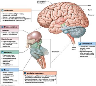 Diagram of major brain regions and their functions