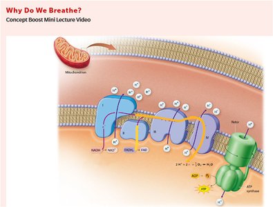 Electron transport chain and ATP synthesis