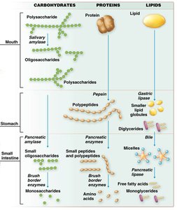 Digestive breakdown of carbohydrates, proteins, and lipids