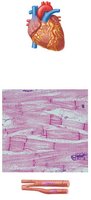 Heart and cardiac muscle histology