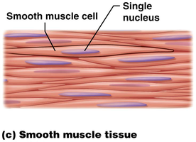 Smooth muscle cell structure