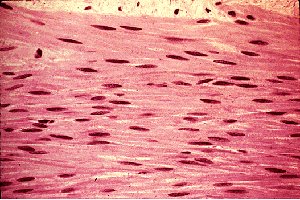 Smooth muscle histology